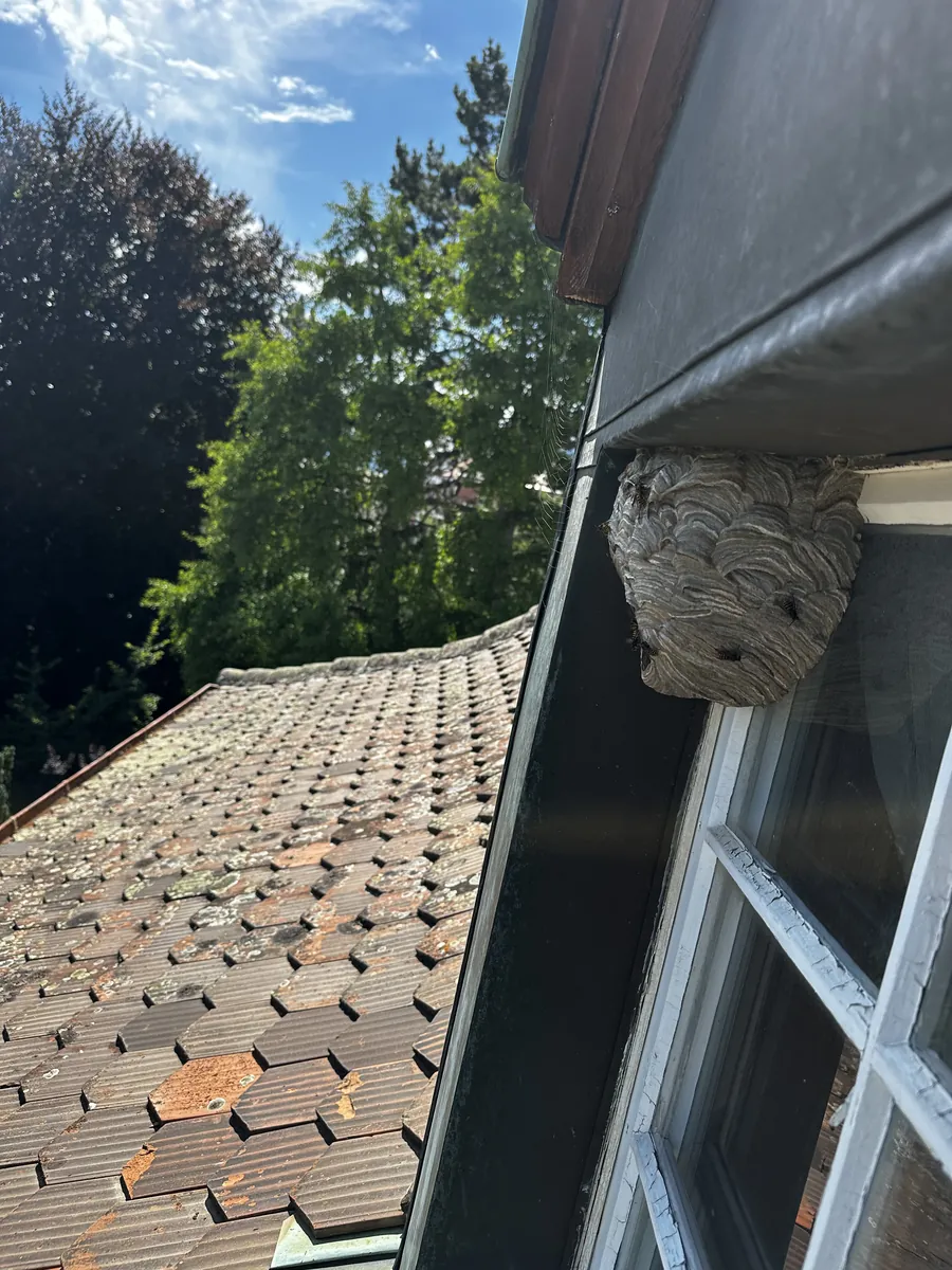 Nid de guêpes sous une toiture à Orbe