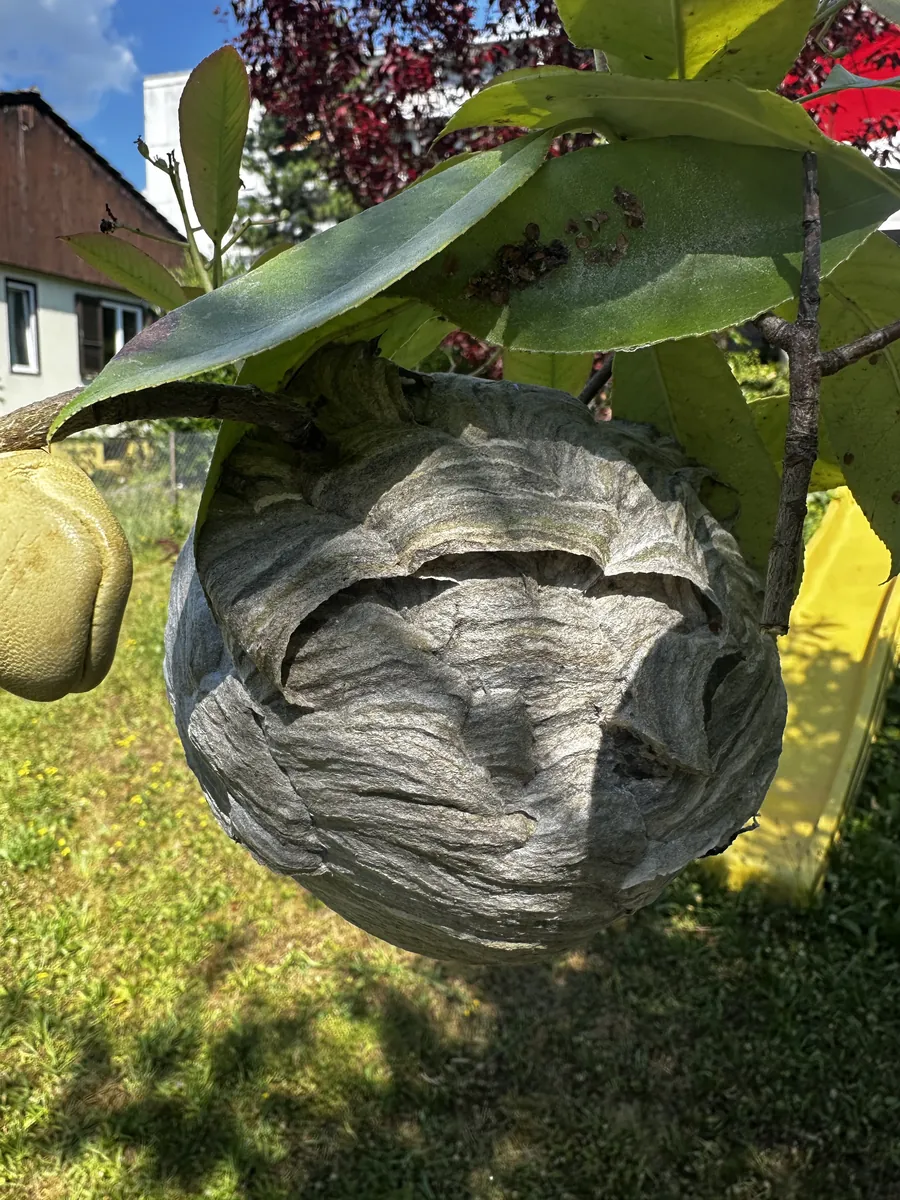 Nid de guêpes dans un arbre à Orbe