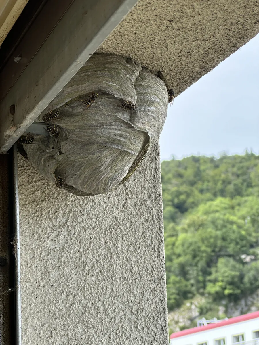Nid de guêpes sous un balcon à Orbe