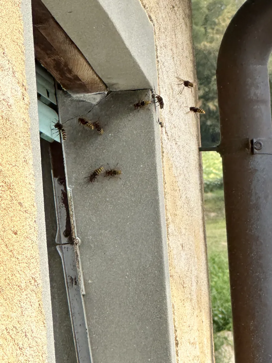 Nid de guêpes sous un store de balcon à Orbe