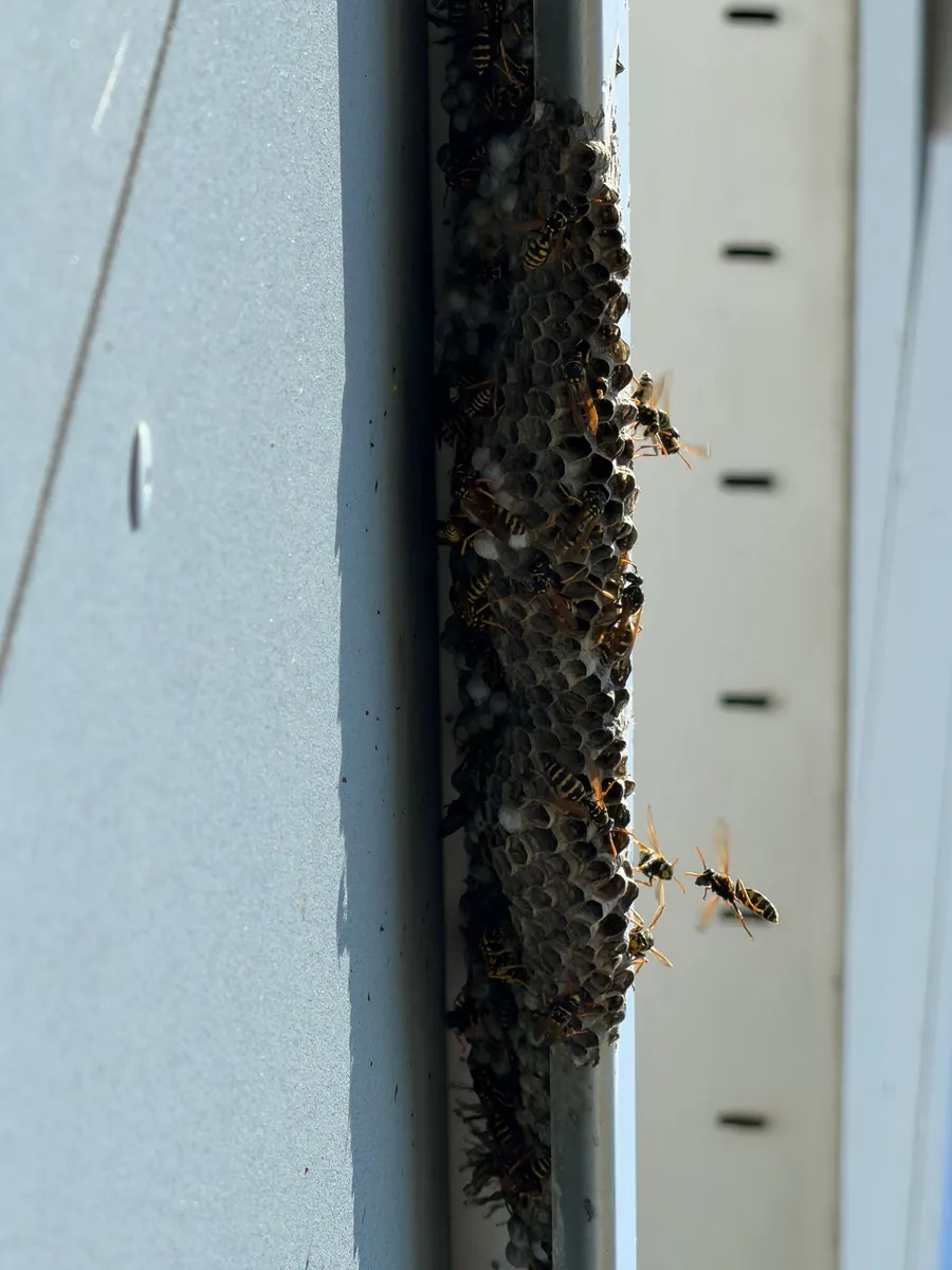 Nid de polistes à Orbe