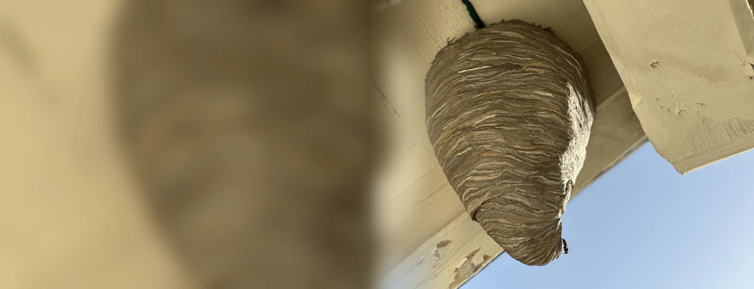 Gros nid de guêpes suspendu sous une poutre, traité par Anti-Guêpe.ch en Suisse romande