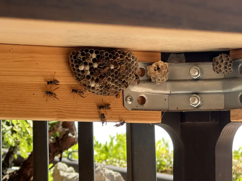 Nid de guêpes polistes sous une table de terrasse, traité par Anti-Guêpe.ch