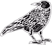 An illustration of a crow looking over its shoulder.