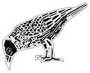 An illustration of a crow picking at something on the ground.