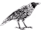 An illustration of a crow looking up.