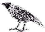 An illustration of a crow looking up.