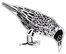 An illustration of a crow picking at the ground.