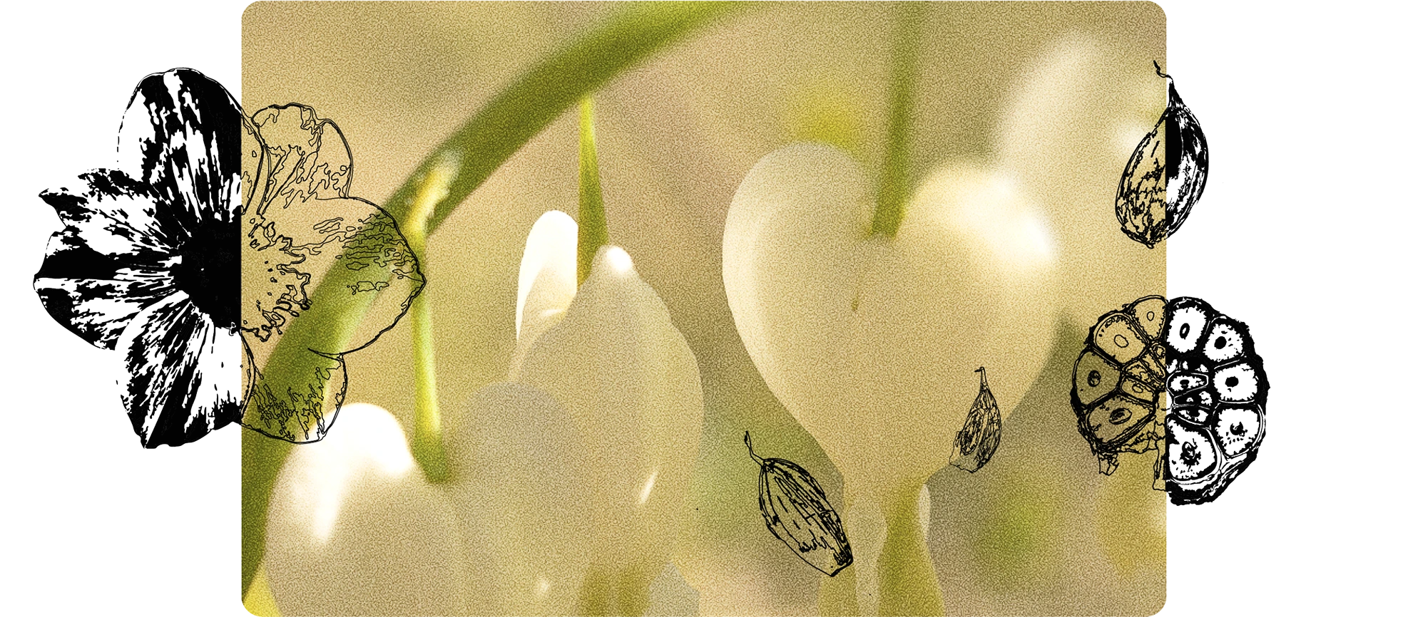 A soft-focus close-up photograph of white delicate flowers with green stems fills the center, overlaid with detailed black botanical sketches of flower petals and seed pods on the yellow background framing the image, creating an artistic and natural composition.