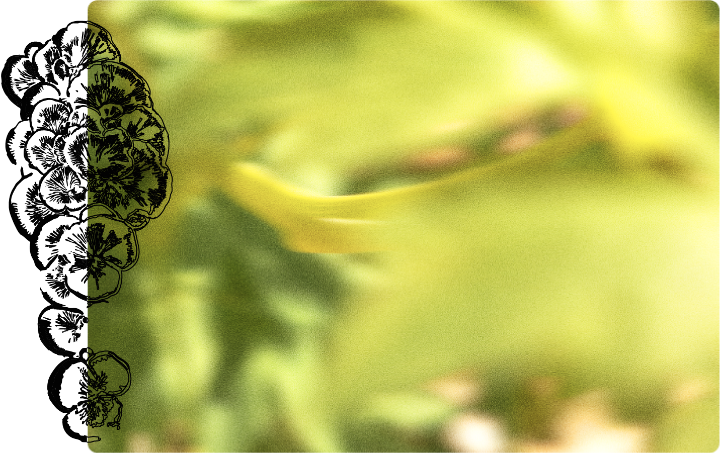 A soft-focus photograph of green foliage occupies the center, with a curved yellow stem or petal in the middle ground; along the left edge is a vertical border of overlapping black flower illustrations, set against a light yellow background with rounded rectangular framing.