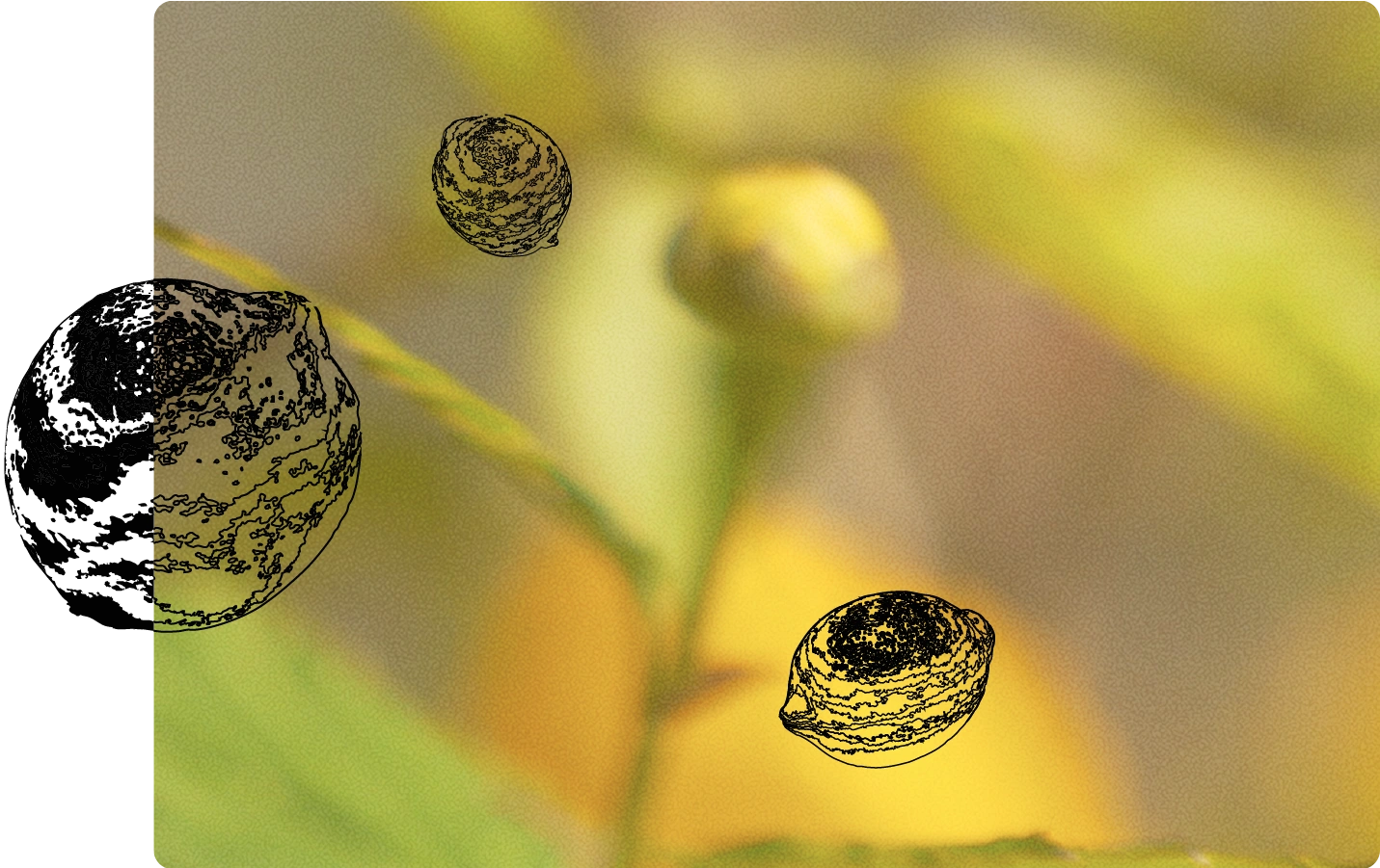 A soft-focus close-up photo of green stems and a small flower bud, set in a rounded rectangle frame against a yellow background, is overlaid with black textured illustrations of three circular seeds or nuts appearing at various points—most prominently on the left side, one at the top center, and one at the lower right.