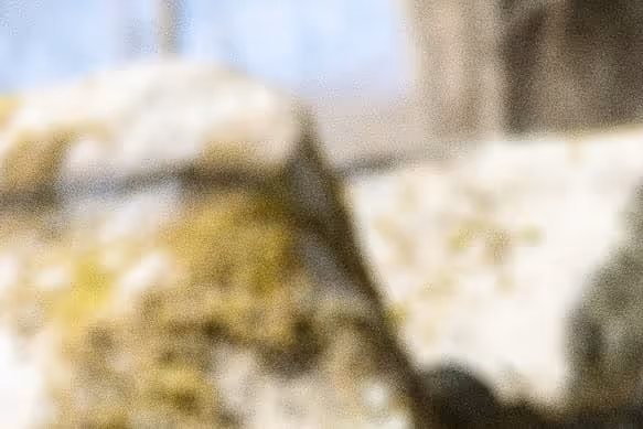 Close-up of moss-covered rock in an outdoor setting with blurred background.