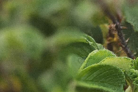 Very closeup image of a green life, artfully blurred, on a spring day. 