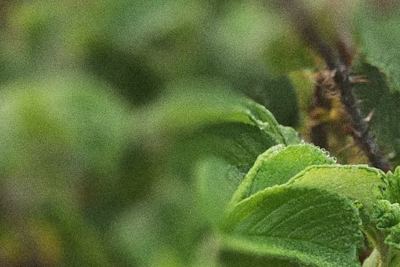 Very closeup image of a green life, artfully blurred, on a spring day. 