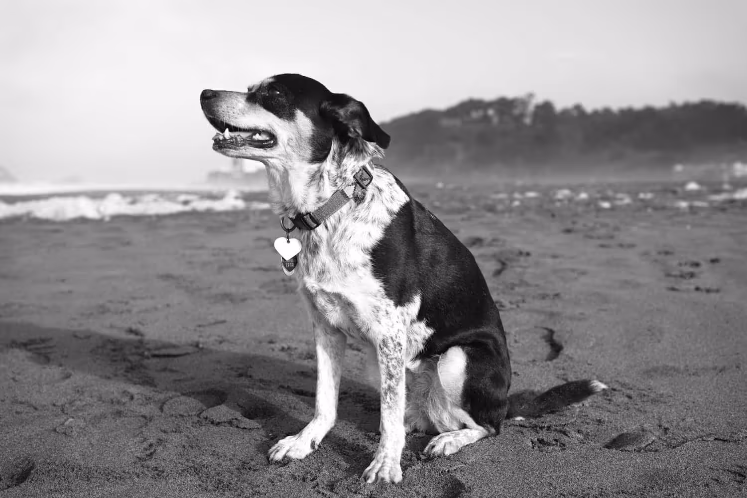 Black and white dog sitting on a sandy beach with ocean waves and distant trees in the background.