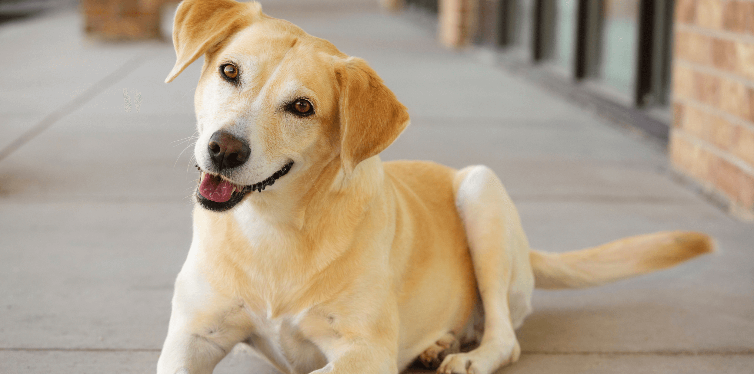 Flying Private with Your Dog Isn’t About Luxury — It’s About Love, Safety, and Peace of Mind: Pooch Airways