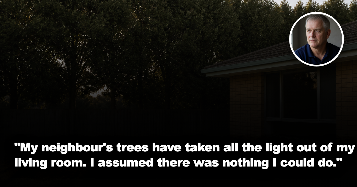 A tall dense row of mature trees on the far side of a timber paling fence, their canopy blocking the afternoon sun from a modest single-storey brick Australian house.