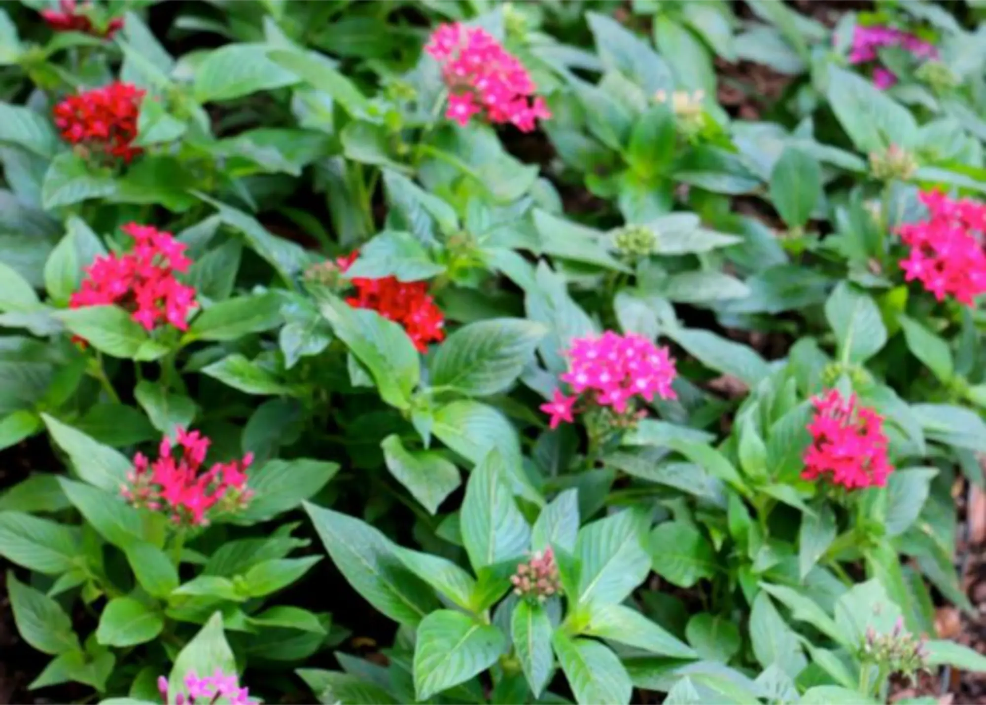 A vibrant cluster of red and pink flowers blooming in the ground, showcasing their natural beauty.