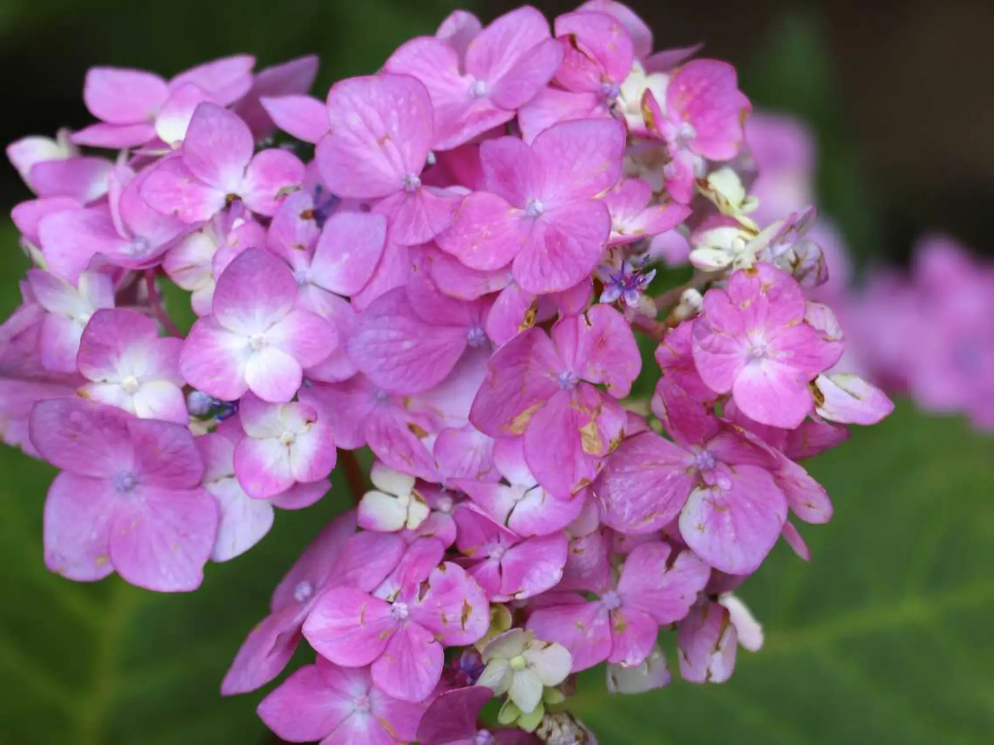 Close-up of vibrant pink flowers, showcasing their delicate petals and lush green leaves in a natural setting.