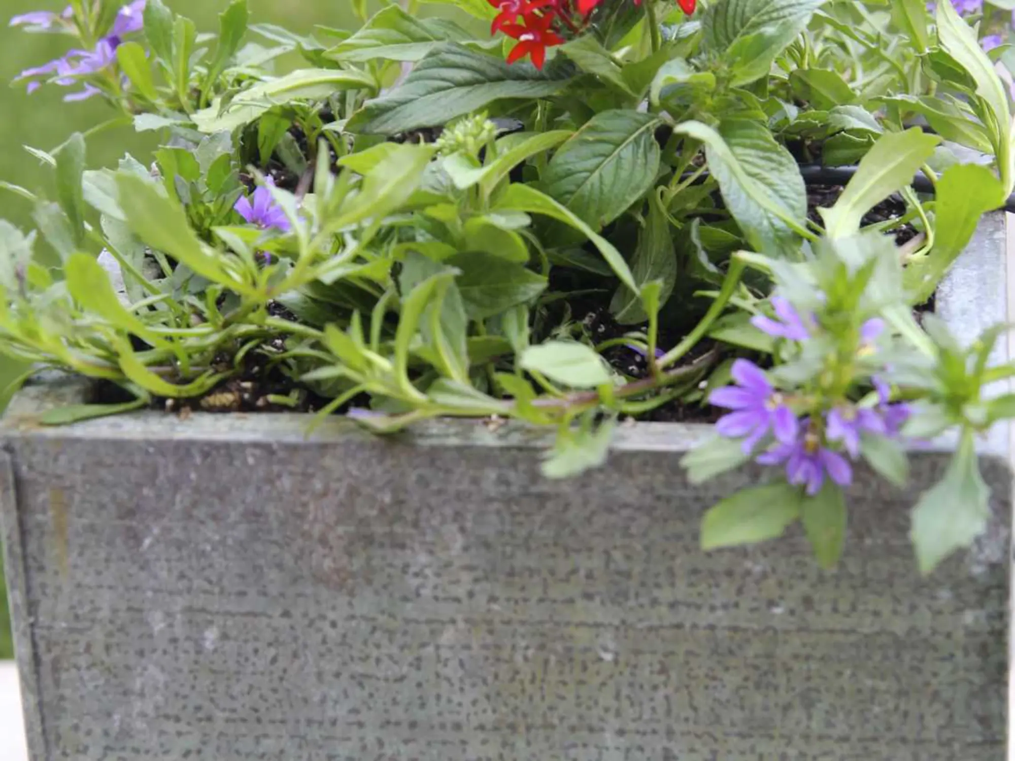 A small planter filled with vibrant flowers, adding a touch of color to any space.