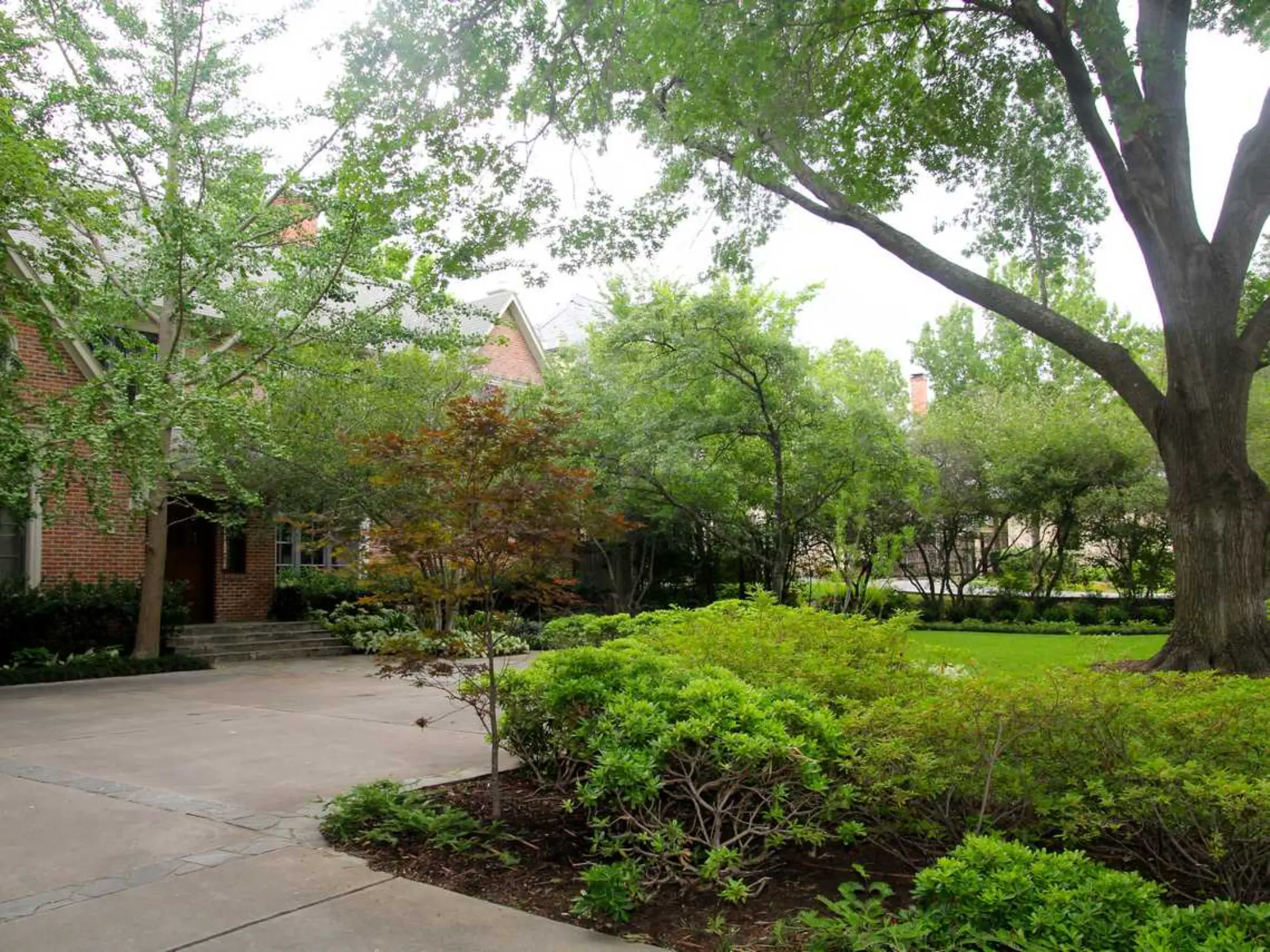 A big tree is featured in the front yard of a house, adding greenery and character to the residential setting.