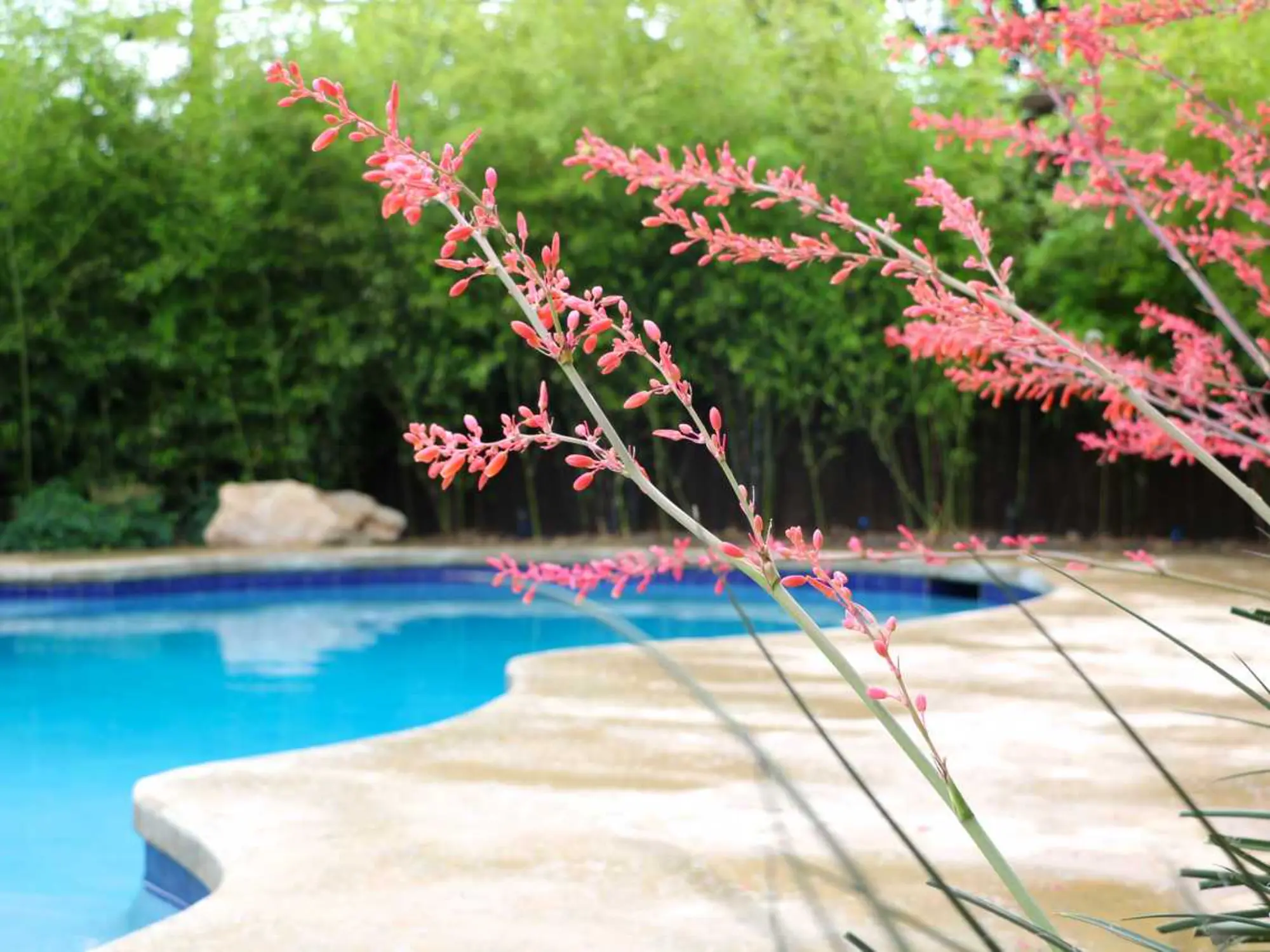 A serene pool surrounded by vibrant pink flowers at the water's edge, creating a tranquil and picturesque scene.
