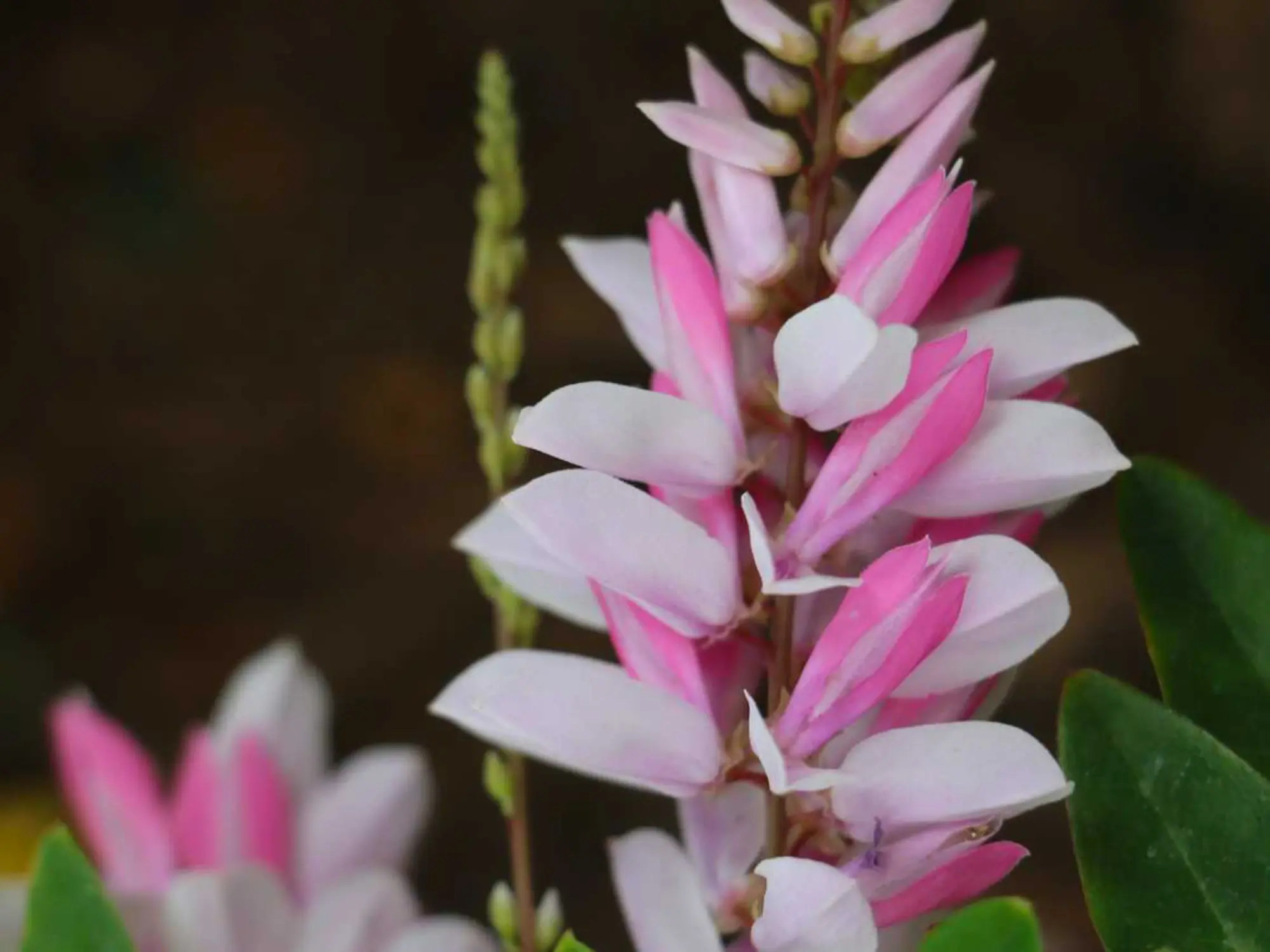 A delicate pink and white flower surrounded by vibrant green leaves.