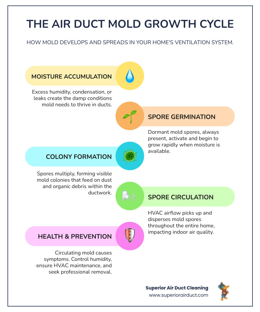 Step-by-step infographic showing mold growth cycle in air ducts: moisture accumulation leads to spore germination, colony formation, spore circulation through HVAC system, and health impacts, with prevention steps including humidity control and professional cleaning - air duct mold removal infographic infographic-line-5-steps-colors