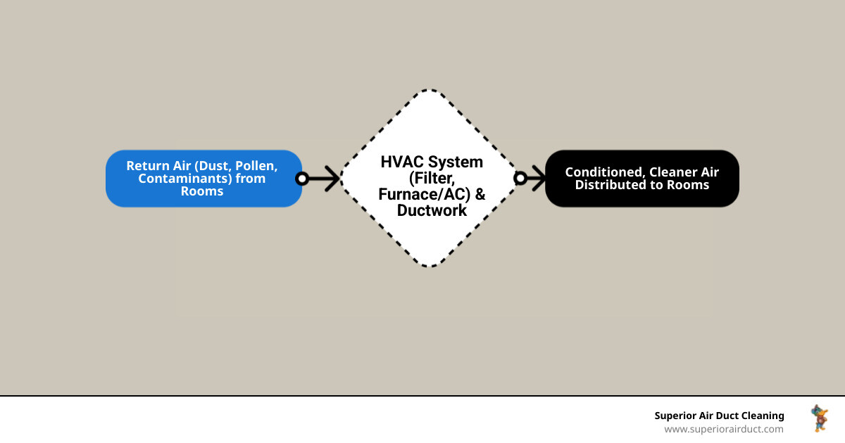 infographic showing how air circulates from an HVAC system through ductwork into various rooms of a home, with arrows indicating airflow direction and labels identifying the furnace, supply ducts, return ducts, vents, and filters - Duct Cleaning in Youngstown infographic flowmap_simple