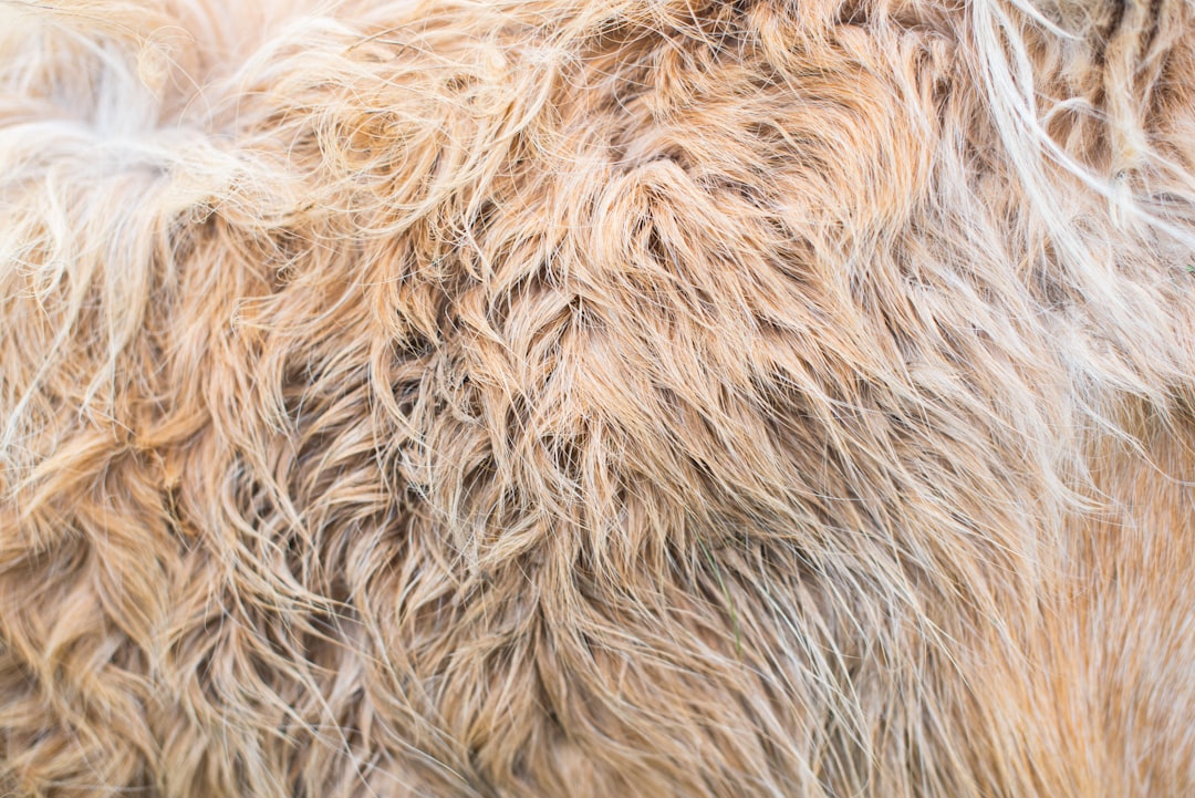 pet hair accumulating on a return vent grille pet hair accumulating on a return vent grille