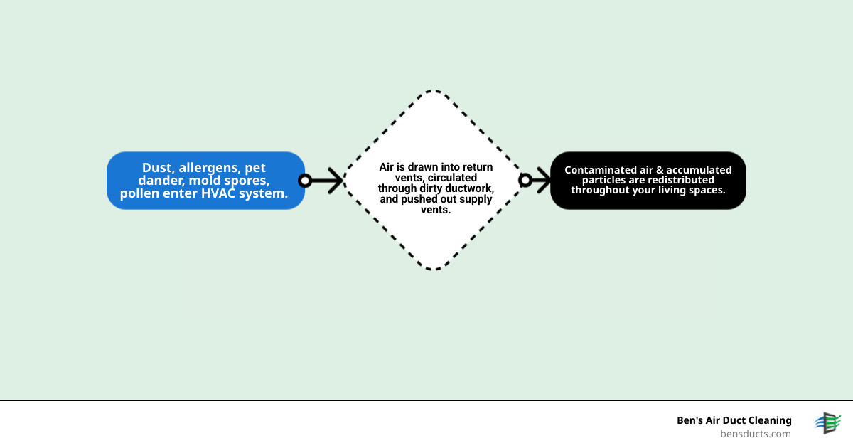 Detailed infographic showing how dust, allergens, and pollutants circulate through home HVAC system from supply vents through return vents and back to furnace, with arrows indicating air flow patterns and buildup areas in residential ductwork - residential air duct cleaning avon oh infographic flowmap_simple