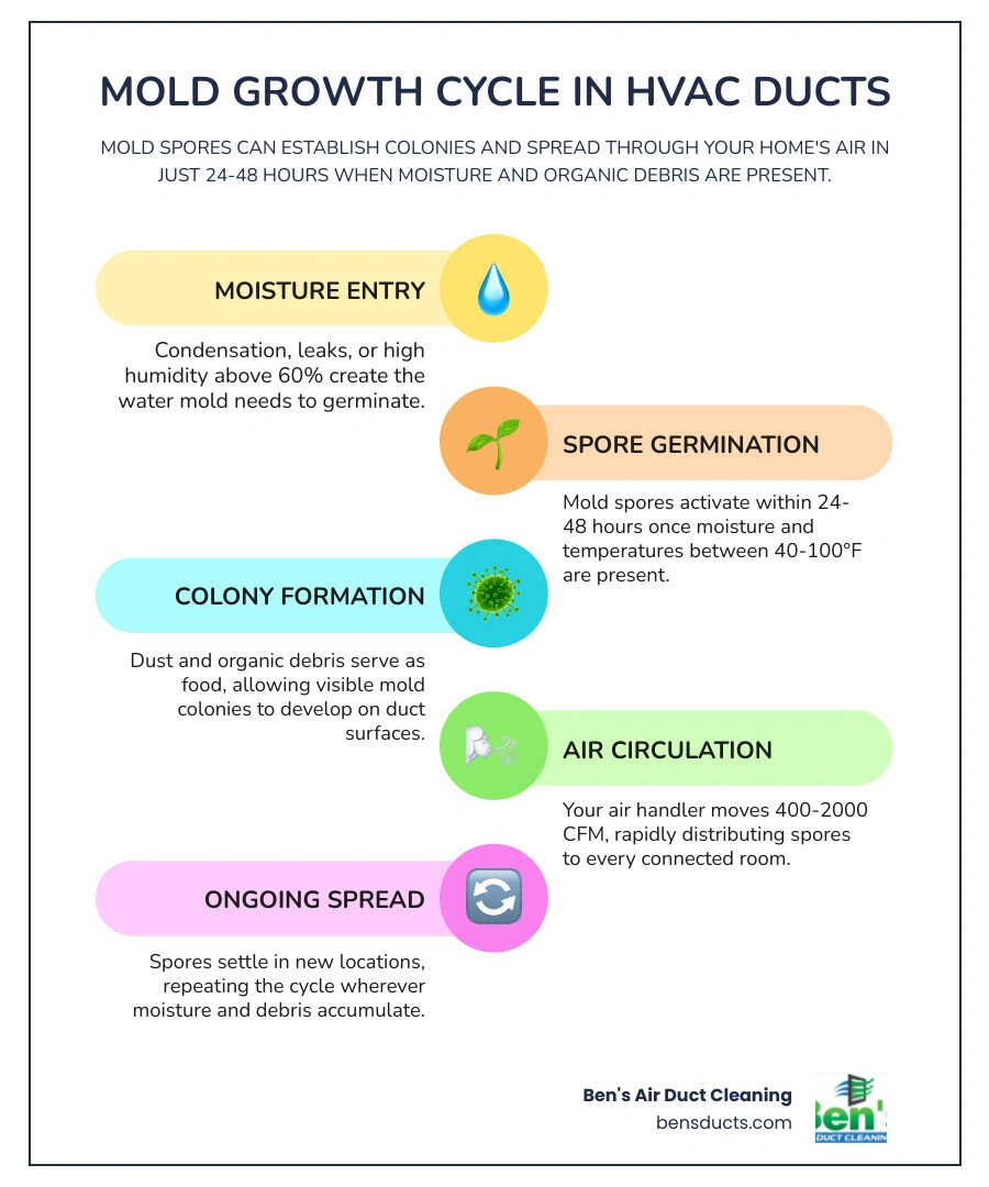 Infographic showing the mold growth cycle in HVAC ductwork including moisture entry points, spore germination timeline, and