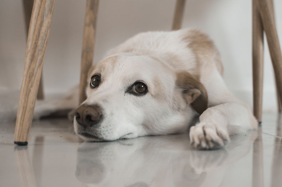 How Often to Clean Air Ducts in Homes With Pets