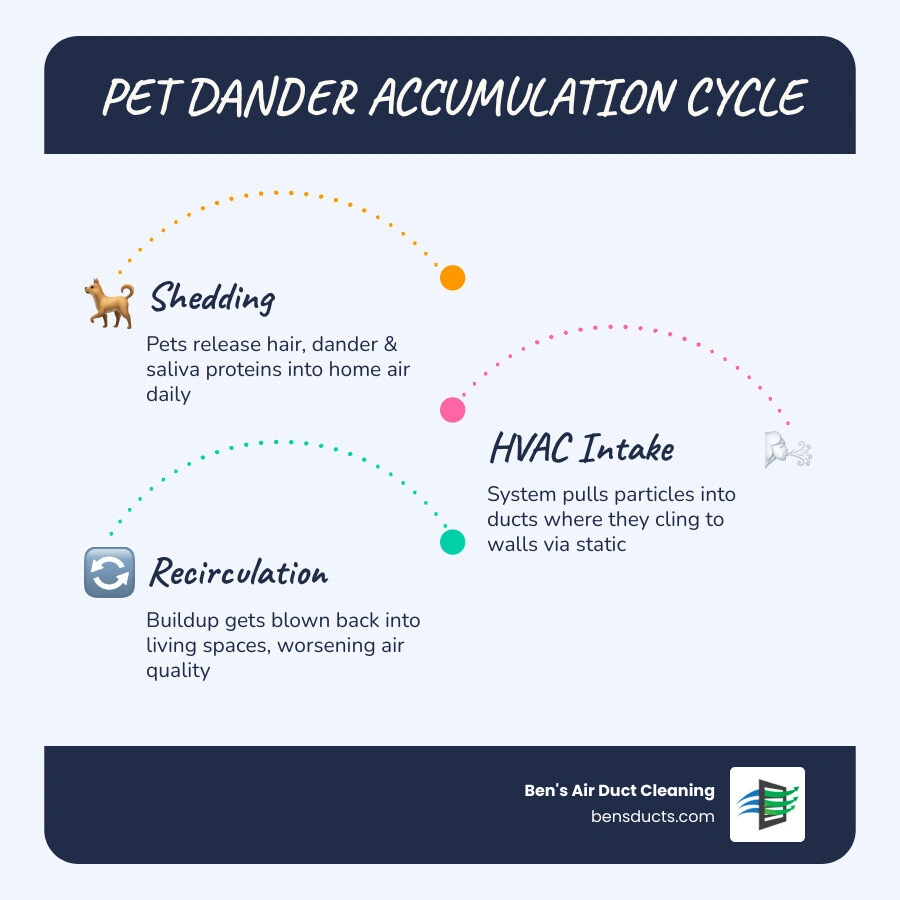 Infographic showing the pet dander accumulation cycle in residential ductwork from pet shedding to HVAC intake to duct
