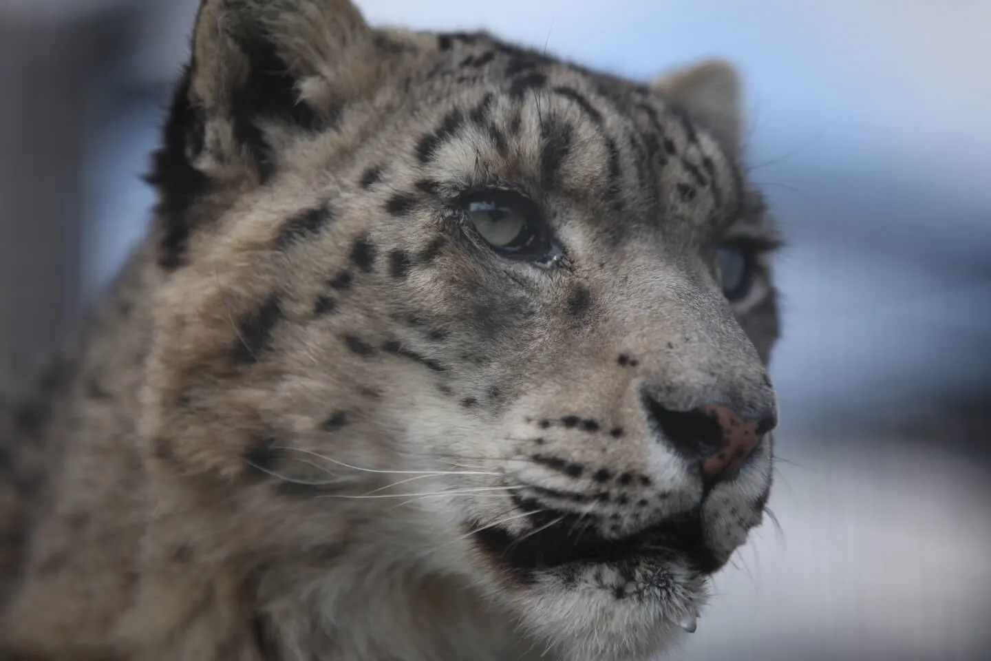 My Secret Big Cat Sanctuary