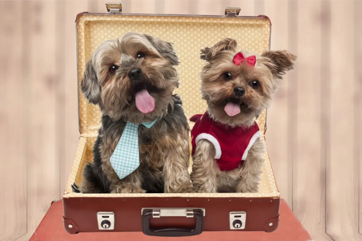 Funny, Furry & Famous