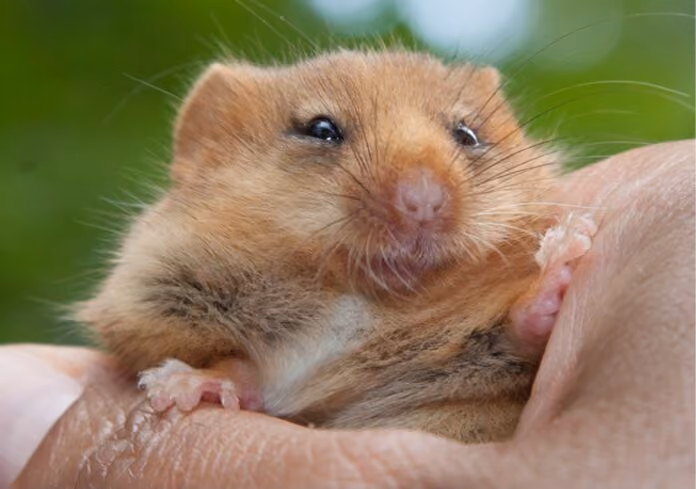 Network Rail and Okehampton United Charities Join Forces to Save Endangered Dormice