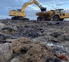 Penrhyn Bay Project: Jones Bros' Innovative Conservation of Rare Marine Life