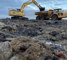 Penrhyn Bay Project: Jones Bros' Innovative Conservation of Rare Marine Life