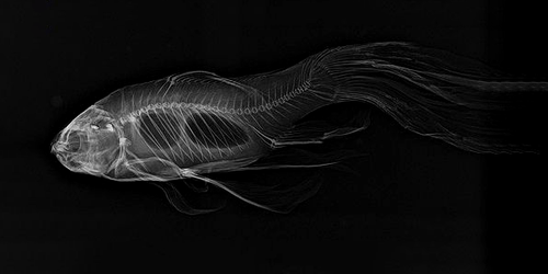 X-ray image showing the internal skeleton and fin structure of a guppy fish with flowing tail.
