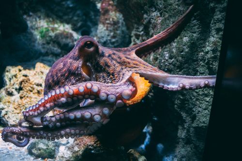 Close-up of an octopus with extended tentacles against a rocky underwater background.