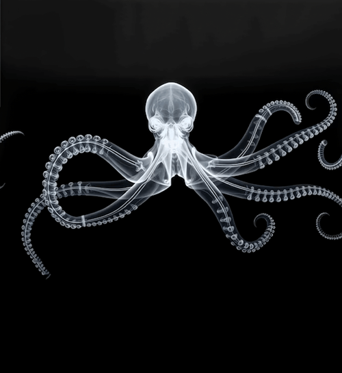 X-ray image showing the skeletal structure of an octopus with its arms extended.