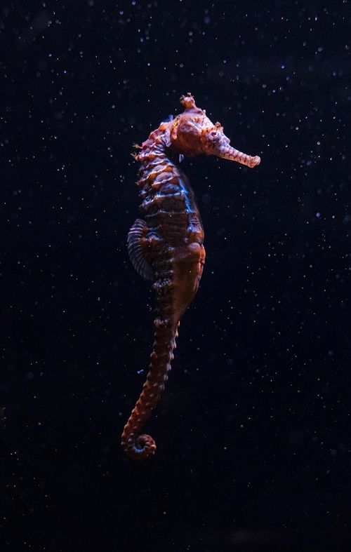 Close-up of a brown seahorse floating in dark water with particles around it.