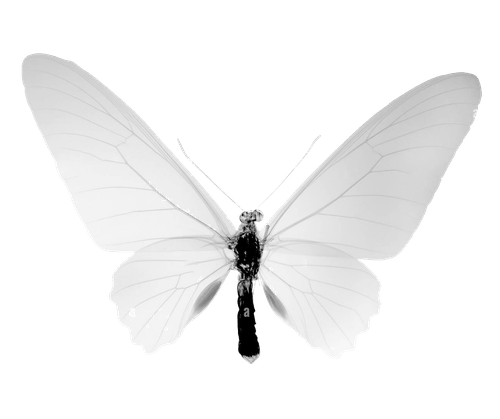 X-ray image of a butterfly showing transparent wings and detailed body structure.