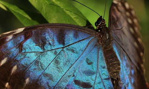 Close-up of a blue morpho butterfly with iridescent blue wings on a green leaf.