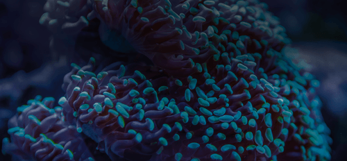 Close-up of blue and purple coral with rounded, tubular formations underwater.