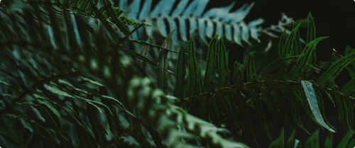 Close-up of green fern leaves with dark shadows and detailed textures in low light.
