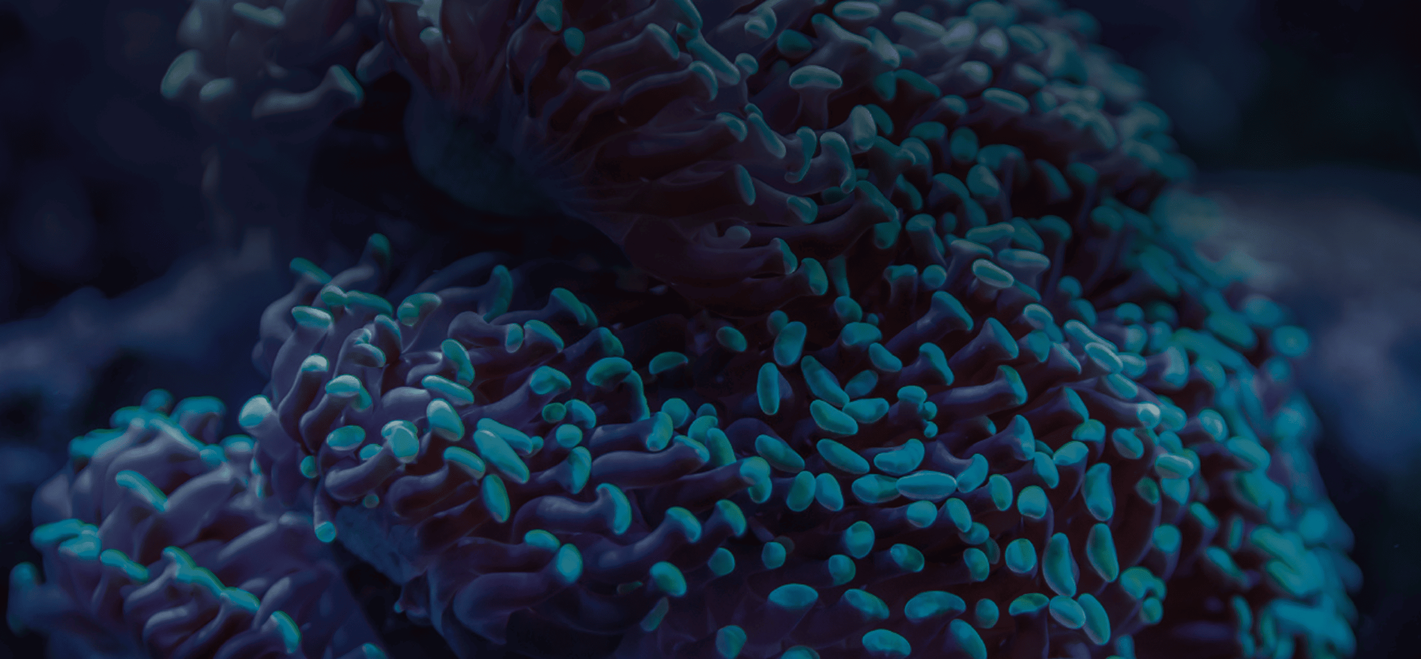 Close-up of blue and purple coral with rounded, tubular formations underwater.