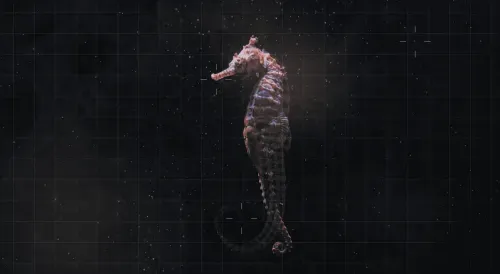 Detailed seahorse centered against a dark, grid-patterned background with small scattered light spots.