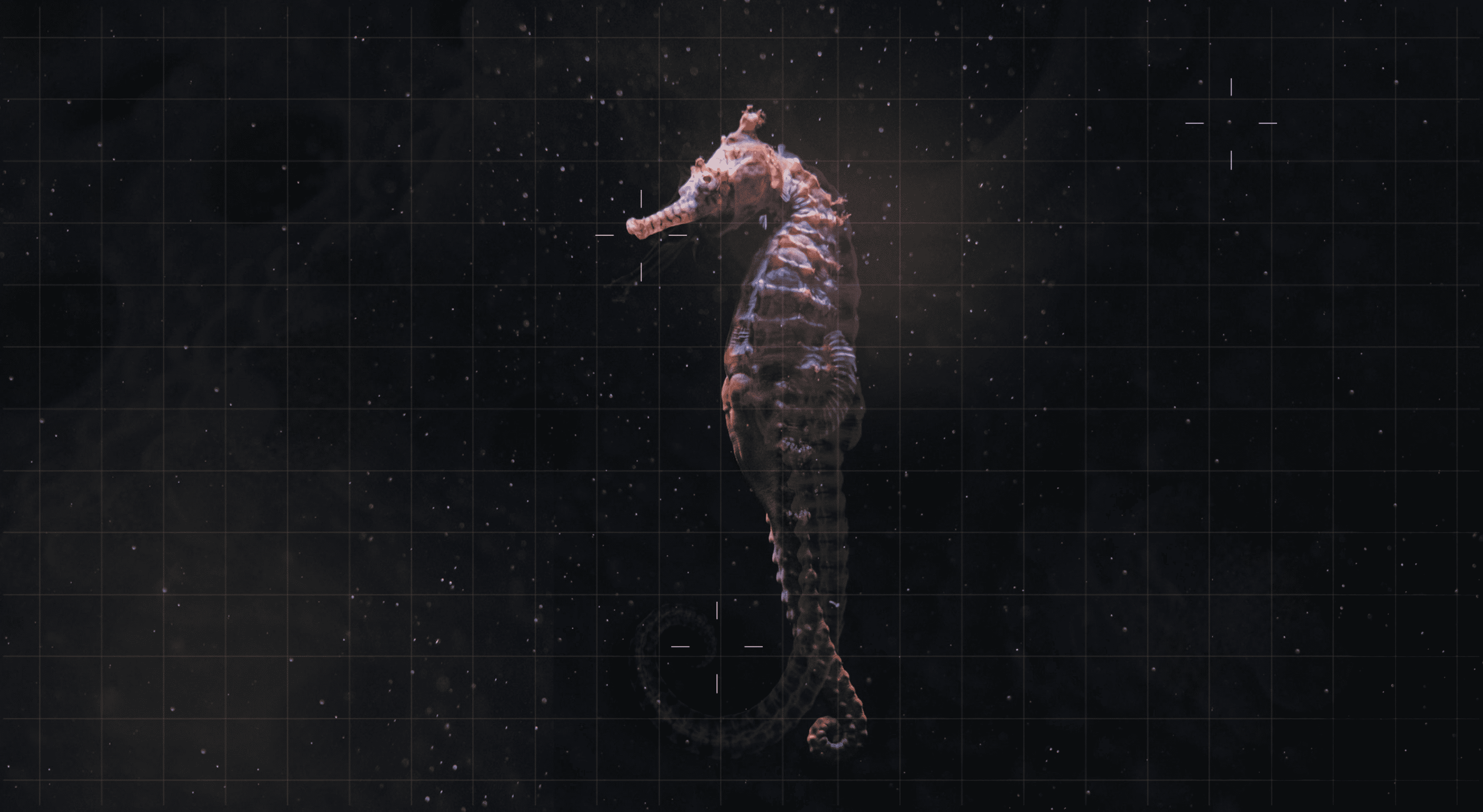Detailed seahorse centered against a dark, grid-patterned background with small scattered light spots.